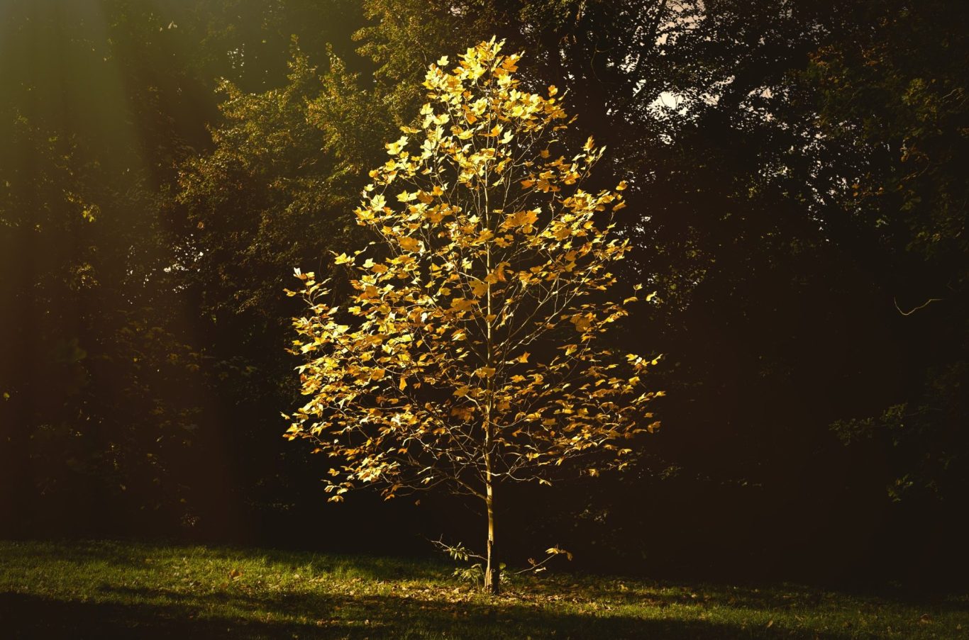 Freepik freelicense Ambertree